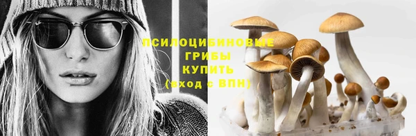 стаф Пересвет